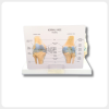 Knee Joint Anatomy Model with Educational Backboard anatomical knee joint model with labeled backboard for medical education