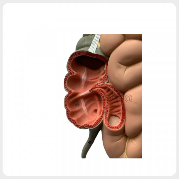 Digestive Tract Cross Section Anatomy Model intestinal cross section anatomy model digestive tract detail
