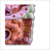 Detailed intestine structure model showing realistic digestive system anatomy for medical training