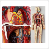 Detachable Heart Anatomy Model with Full Circulatory System detachable heart anatomy model circulatory system full body teaching model medical education