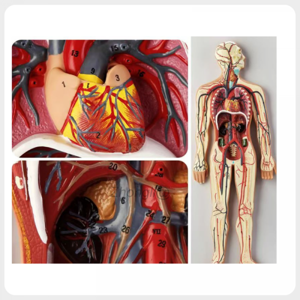 Detachable Heart Anatomy Model with Full Circulatory System detachable heart anatomy model circulatory system full body teaching model medical education