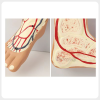 Foot Vascular Anatomy Model with Bone and Blood Vessels foot vascular anatomy model arteries veins bone structure medical teaching model