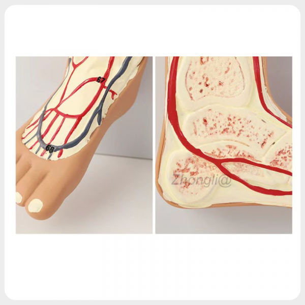 Foot Vascular Anatomy Model with Bone and Blood Vessels foot vascular anatomy model arteries veins bone structure medical teaching model