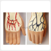 Hand Blood Vessels Anatomy Model Arteries and Veins Detail hand blood vessels anatomy model arteries veins detailed medical training model