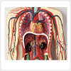 Human Circulatory System Model Chest Anatomy with Heart and Lungs human circulatory system model chest anatomy with heart lungs vessels medical teaching model