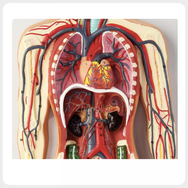Human Circulatory System Model Chest Anatomy with Heart and Lungs human circulatory system model chest anatomy with heart lungs vessels medical teaching model