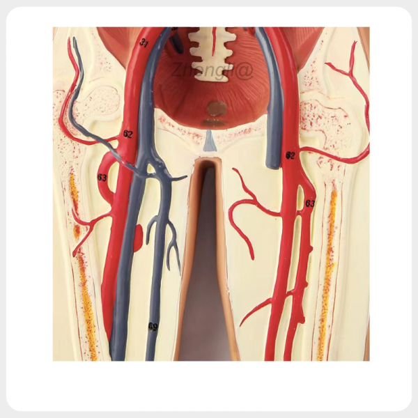 Pelvic Blood Vessels Anatomy Model Lower Body Circulation pelvic blood vessels anatomy model arteries veins lower body circulation teaching model