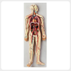 human-circulatory-system-model-heart-anatomy.jpg full human circulatory system anatomy model labeled vessels detachable heart teaching model