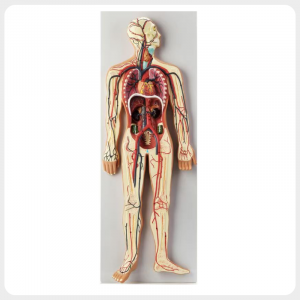full human circulatory system anatomy model labeled vessels detachable heart teaching model