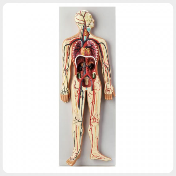 human-circulatory-system-model-heart-anatomy.jpg full human circulatory system anatomy model labeled vessels detachable heart teaching model