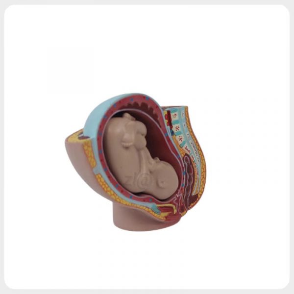 female pelvis pregnancy model with full term fetus anatomy teaching model