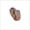 obstetrics teaching model female pelvis fetus cross section anatomy