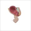removable fetus pregnancy pelvis anatomy teaching model