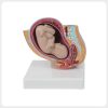 obstetrics pelvis anatomy model with fetus for medical education