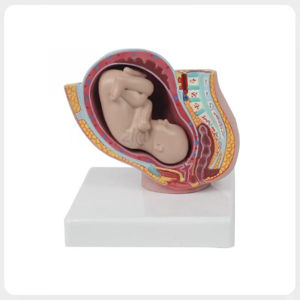 obstetrics pelvis anatomy model with fetus for medical education