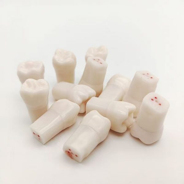 Dental root canal training teeth resin endodontic practice tooth model for typodont training