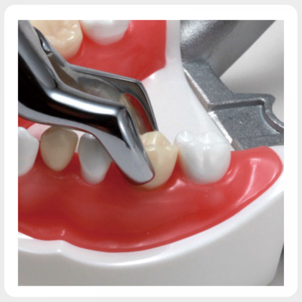 Dental forceps extracting tooth from dental training extraction model