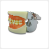 Dental Tooth Extraction Training Model with Removable Teeth