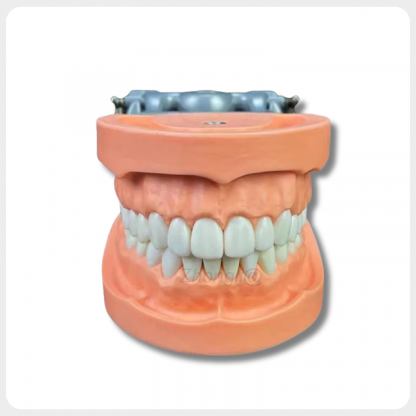 Dental Occlusion Training Model Front View Front view of dental occlusion training model with metal articulator and full dentition