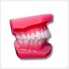 Side View Dental Orthodontic Model for Occlusion Demonstration Side view of upgraded dental orthodontic model showing clear occlusion
