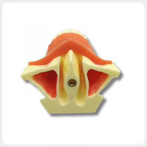 dental implant model with maxillary sinus structure for sinus lift training simulation