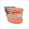 Dental Occlusion Training Model Front View Front view of dental occlusion training model with metal articulator and full dentition