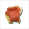 Angled View Dental Implant Surgical Training Model dental implant surgical model angled view for implant placement and soft tissue training