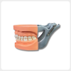 Dental Jaw Model Side View with Metal Articulator Side view of dental jaw model with metal articulator for occlusion teaching