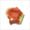 Implant Surgical Training Model for Suturing Practice implant surgical training model upper jaw for suturing and flap practice dental education