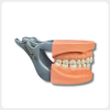 Dental Occlusion Model Left Side View Left side view of dental occlusion model with articulator and full dentition