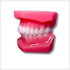 Clean Interdental Details of Dental Orthodontic Teaching Model Dental orthodontic teaching model side view with clean tooth gaps