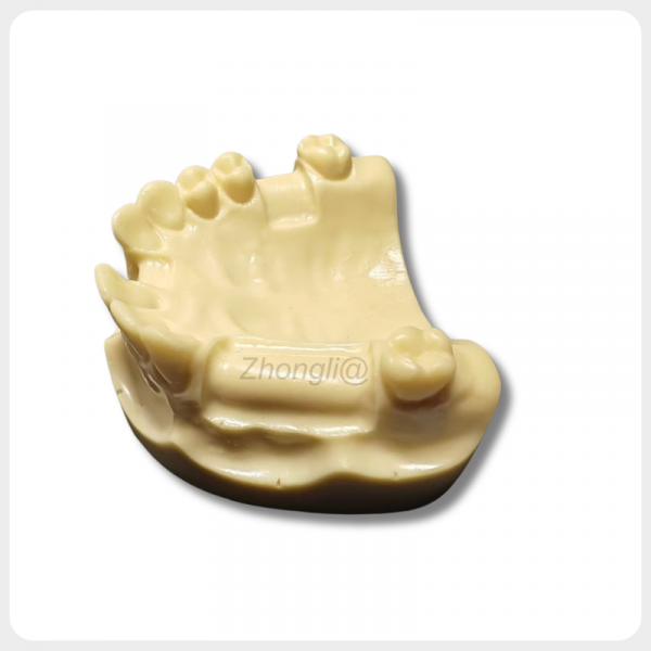 Side View Dental Implant Training Model with Realistic Anatomy side view dental implant model upper jaw realistic anatomy implant training model