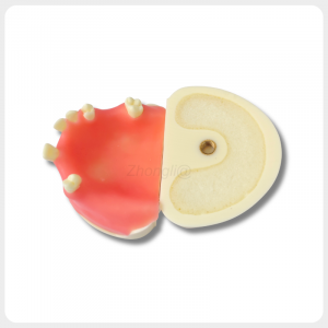 cross section dental implant model simulated bone structure with drilling resistance