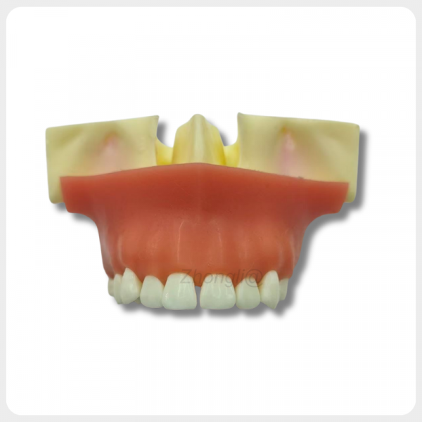 Front View Dental Implant Training Model Upper Jaw Anatomy front view dental implant surgical training model upper jaw anatomy for clinical simulation