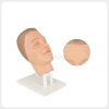Male Facial Practice Head Side View Male facial training head model realistic wrinkle texture for injection training
