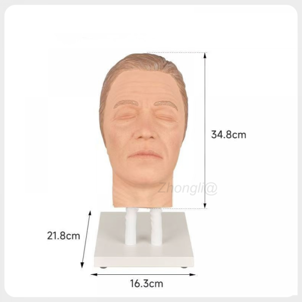 Male Facial Training Head Size Display Male facial injection training head model dimensions silicone medical trainer