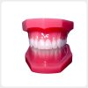 Front View of Upgraded Dental Orthodontic Demonstration Model Upgraded dental orthodontic demonstration model front view with bright translucent teeth