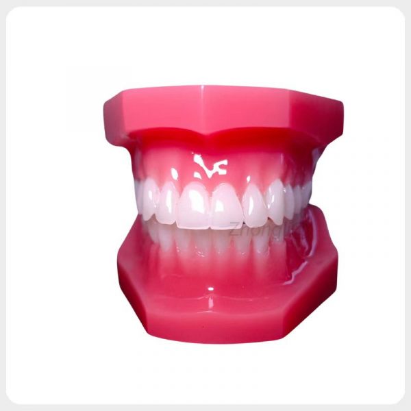 Front View of Upgraded Dental Orthodontic Demonstration Model Upgraded dental orthodontic demonstration model front view with bright translucent teeth