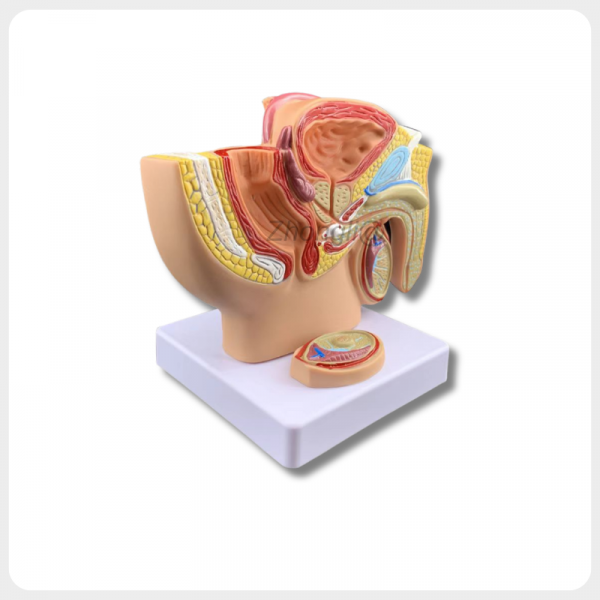 Male Pelvic Anatomy Model Sagittal Section for Medical Teaching male pelvic anatomy model sagittal section reproductive system for medical teaching