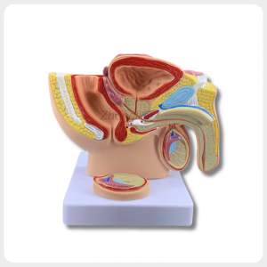 male reproductive system anatomy model prostate cross section medical training