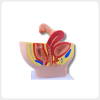 Female Pelvic Anatomy Model Sagittal Section for Medical Training female pelvic anatomy model sagittal section reproductive system medical education