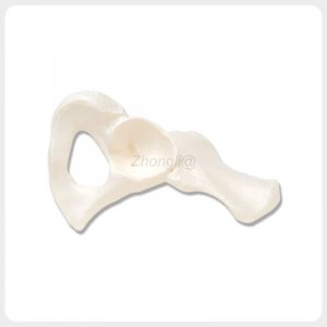 Single-side human hip bone anatomy model for teaching