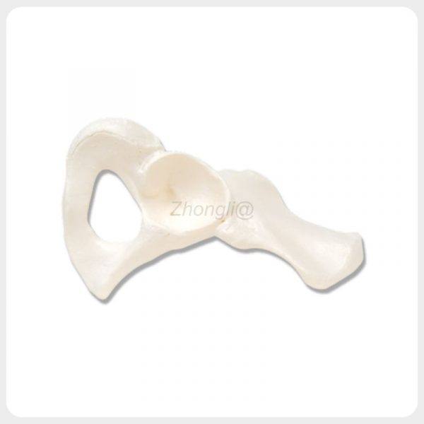 Single-side human hip bone anatomy model for teaching