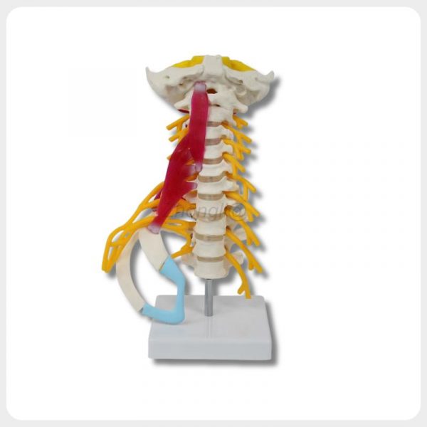 Cervical spine model with skull base nerves and muscles