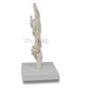 Side view of PVC hand skeleton model for medical education