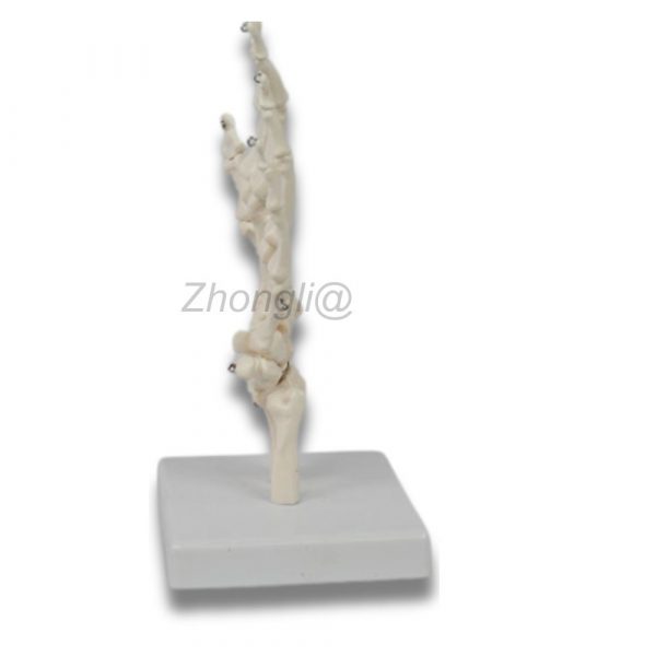 Side view of PVC hand skeleton model for medical education