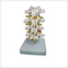 Side view of lumbar spine model with nerve branches