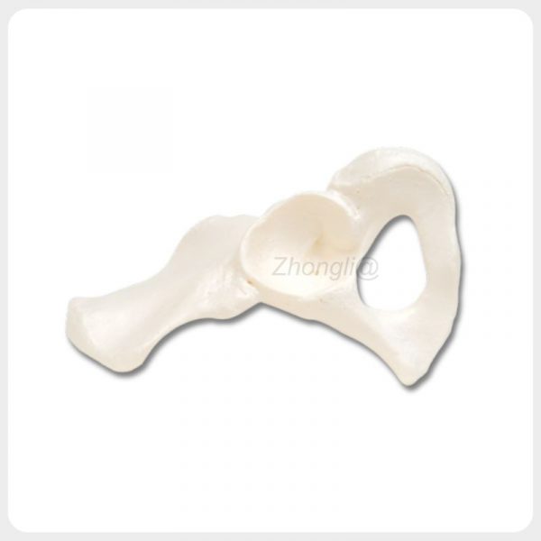 Human hip bone model showing acetabulum and obturator foramen