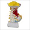 Back view of cervical spine anatomy model with nerves