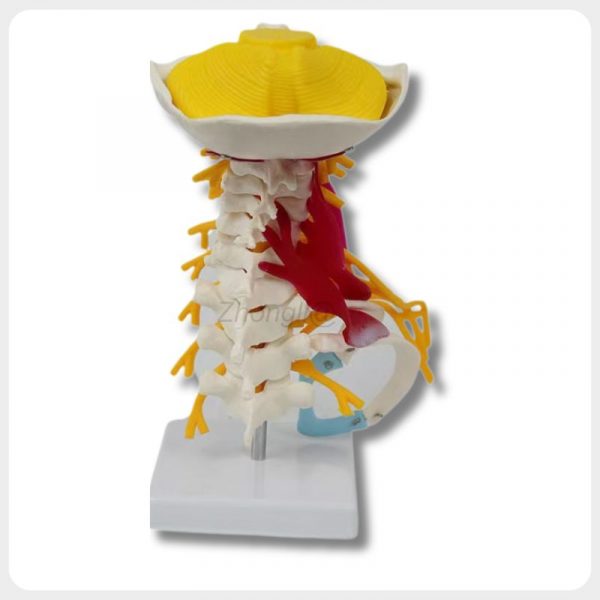 Back view of cervical spine anatomy model with nerves